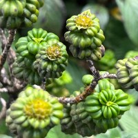 Hedyotis quinquinervia Thwaites